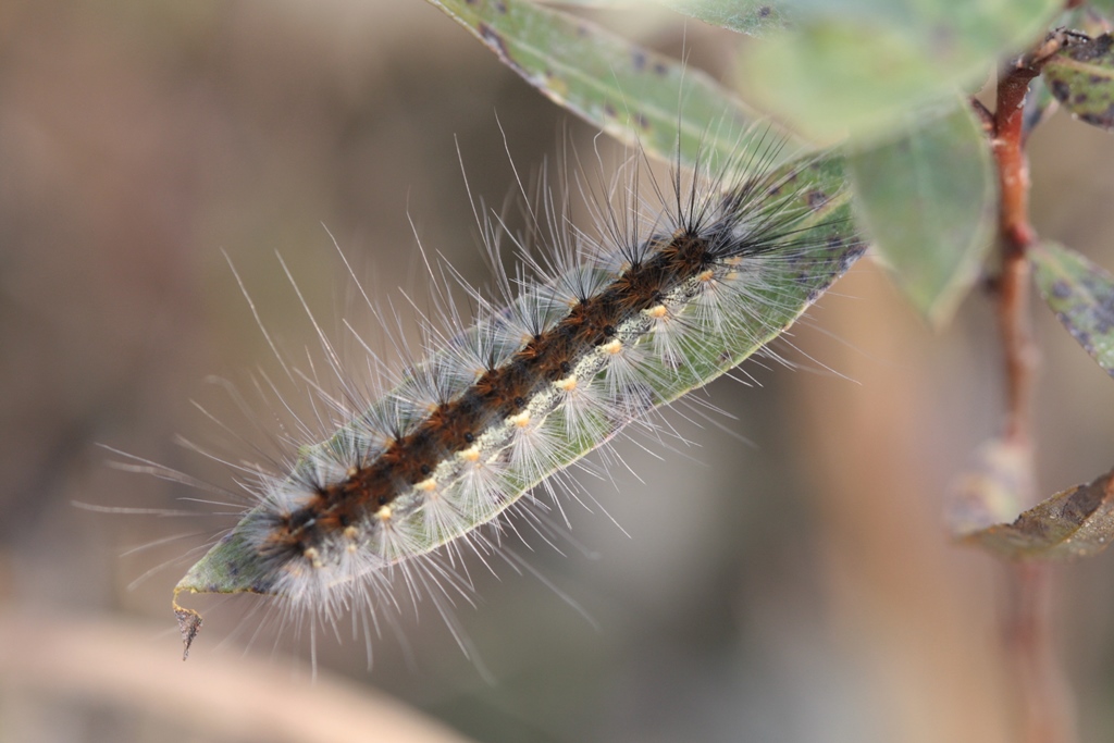 Bruco - Aiuto ID - Hyphantria cunea